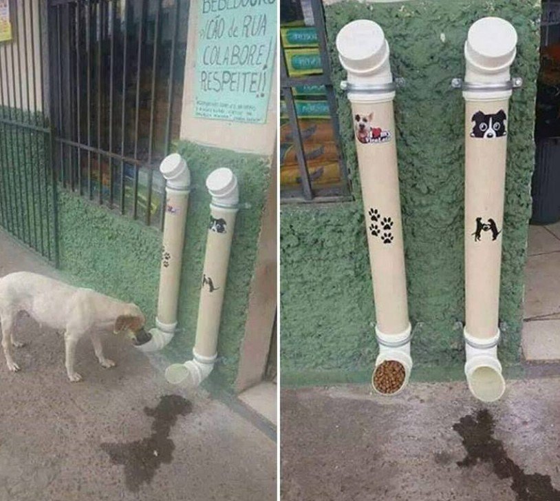 Community feeding station for street dogs in Thailand